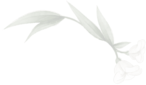 white-flower-10-transparent